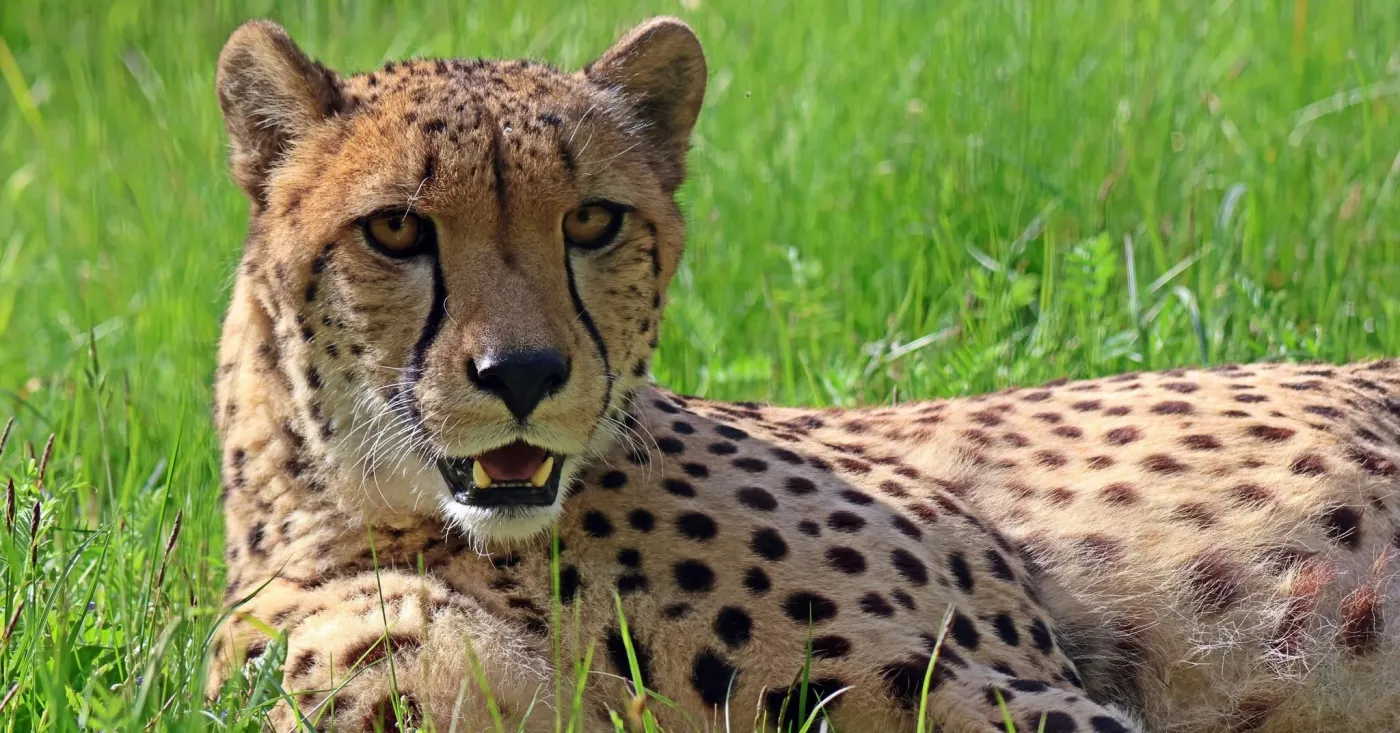 Gdański Ogród Zoologiczny